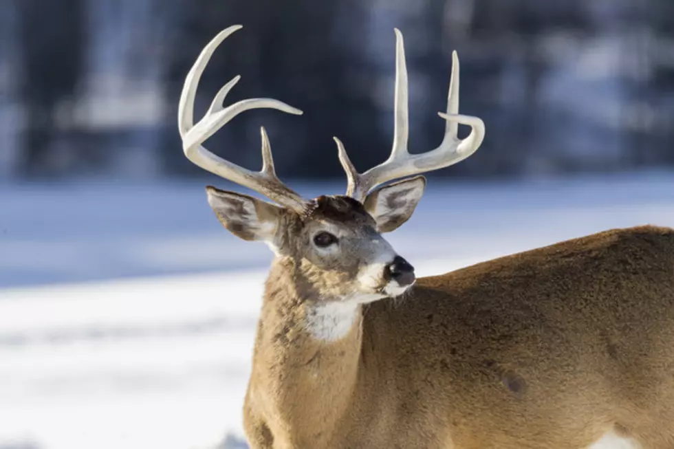 Illinois Town Warns of ‘Suicidal Deer’ With New Sign [PHOTO]