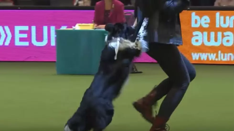 Dog Does Impressive Dance to AC/DC&#8217;s &#8216;Highway to Hell&#8217; [VIDEO]