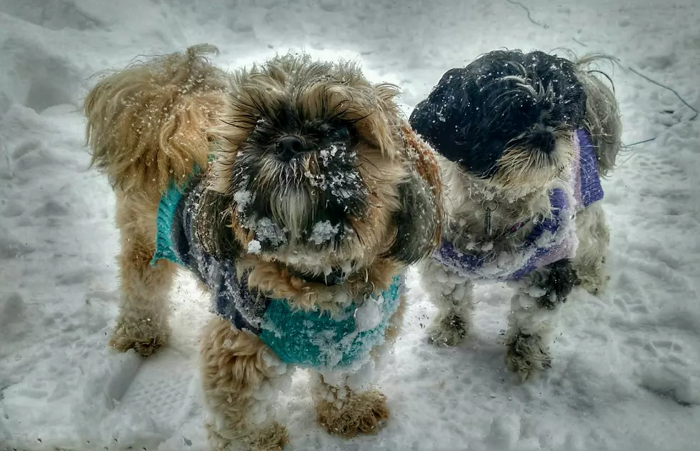 It’s Cold Rockford, 8 Steps to Take Care of Your Pets