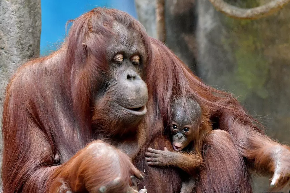 Zoo Welcomes Baby Orangutan