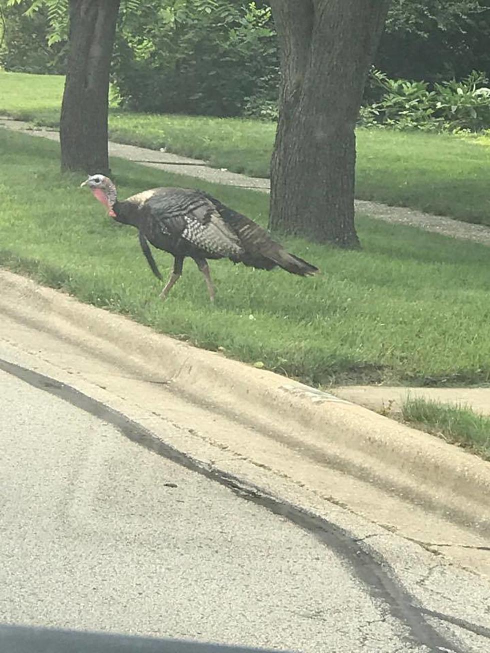 Turkey Rage in Rockford is a Real Thing
