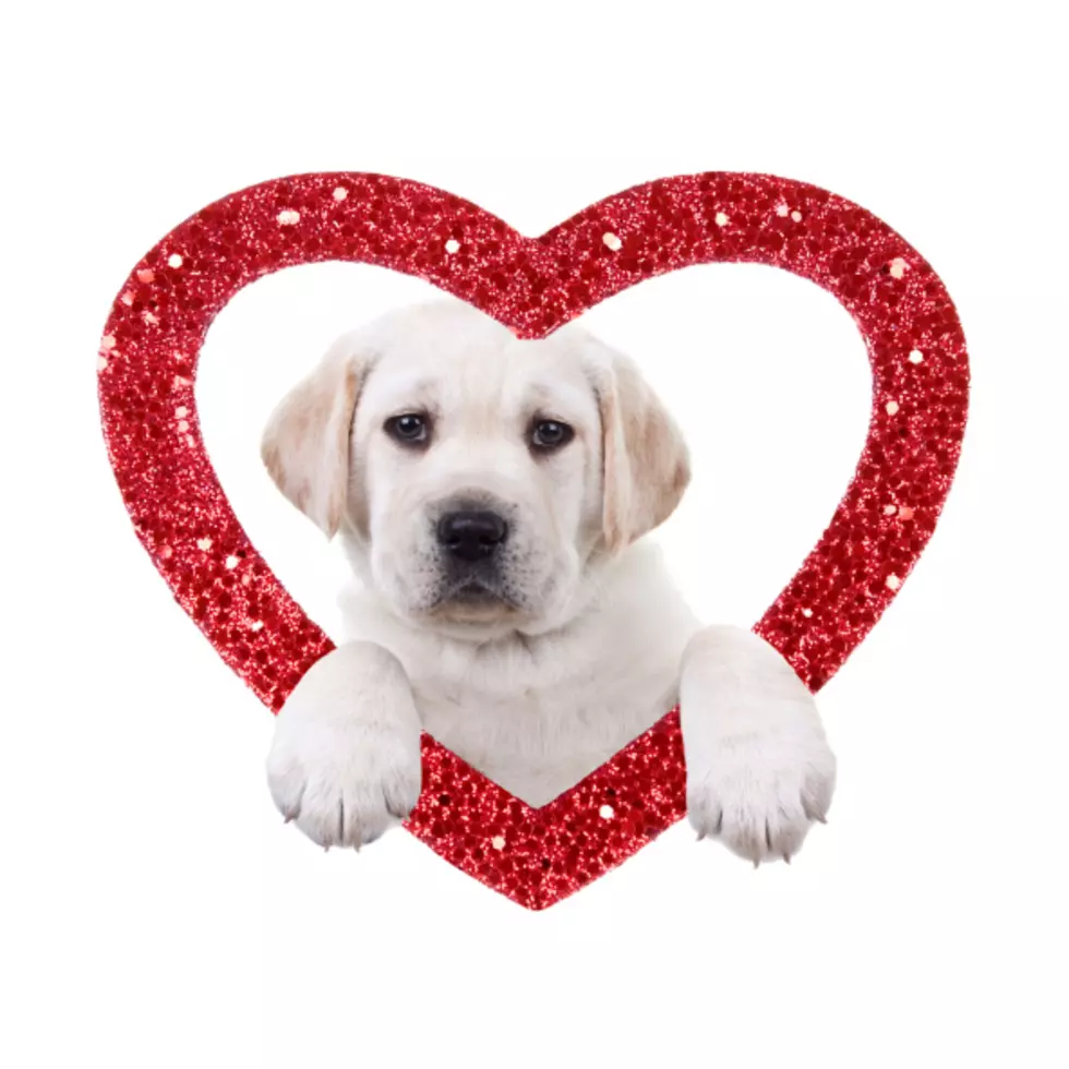 Will Pets In Rockford Be Receiving A Valentine This Year?