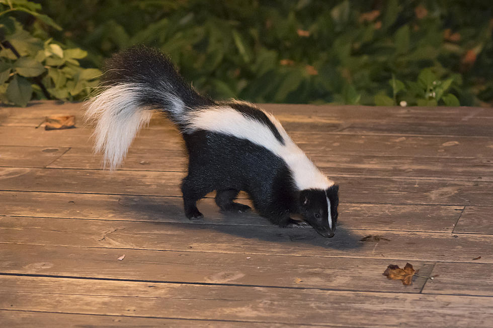 South Bend Cop Rescues Skunk After Head Gets Caught In Cup