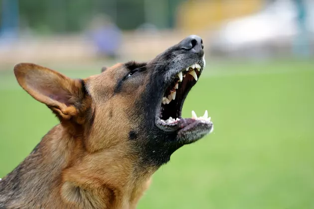 Illinois City Gives Advice For Avoiding Dog Bites