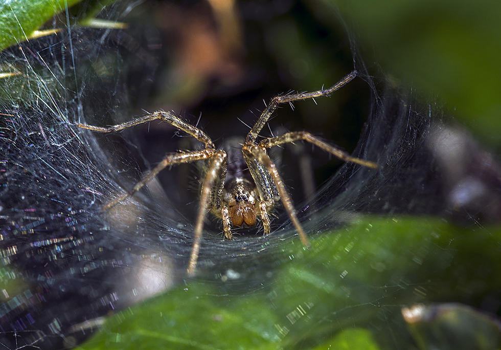 The Human Population Could be Eaten by Spiders in One Year