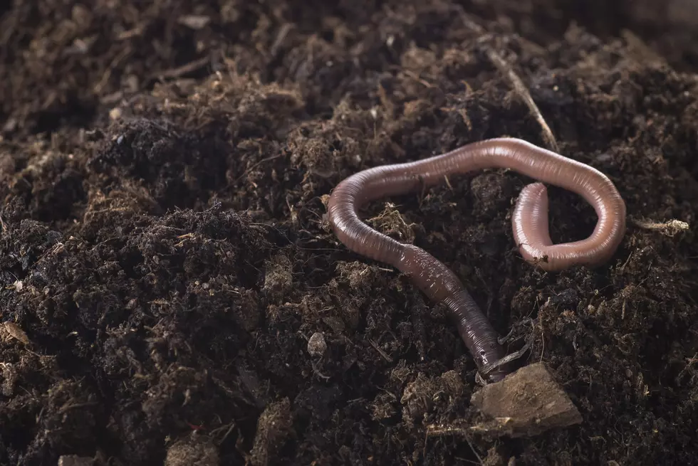 Beware Of Jumping Worms Invading Illinois And Damaging Your Lawn
