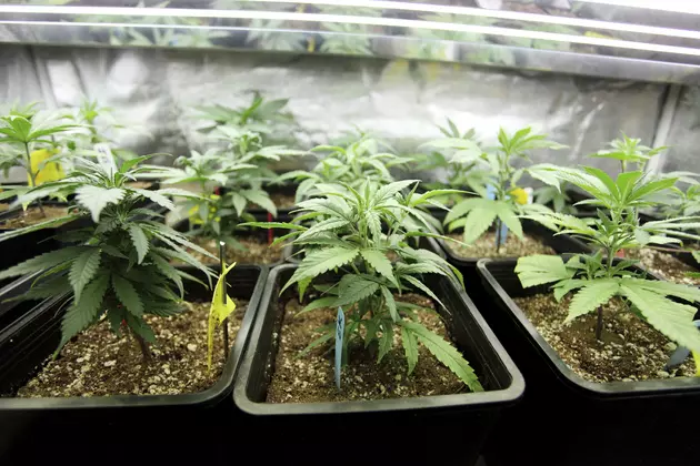 Tired Of The Weed Shortage In Rockford, Try Growing Your Own