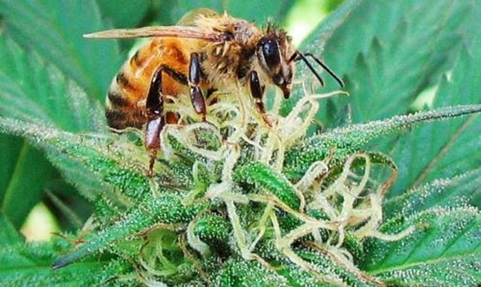 Bees Could Be Saved From Cannabis