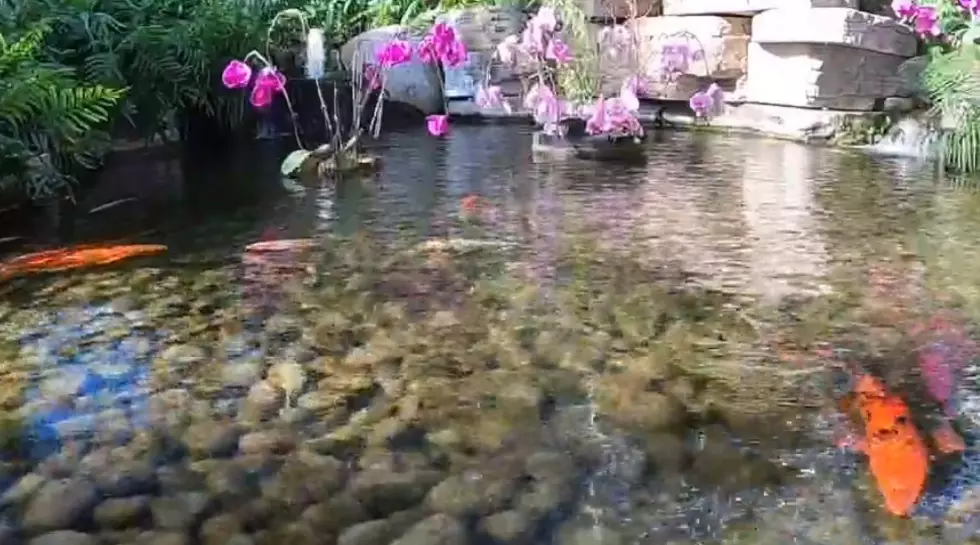 Nicholas Conservatory Koi Cam to Relieve The Stress of Life (Video)