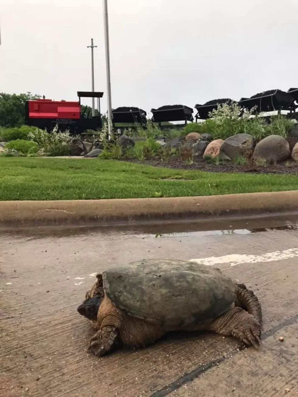 Rock River Water Reclamation District Has Large Turtle Visitor