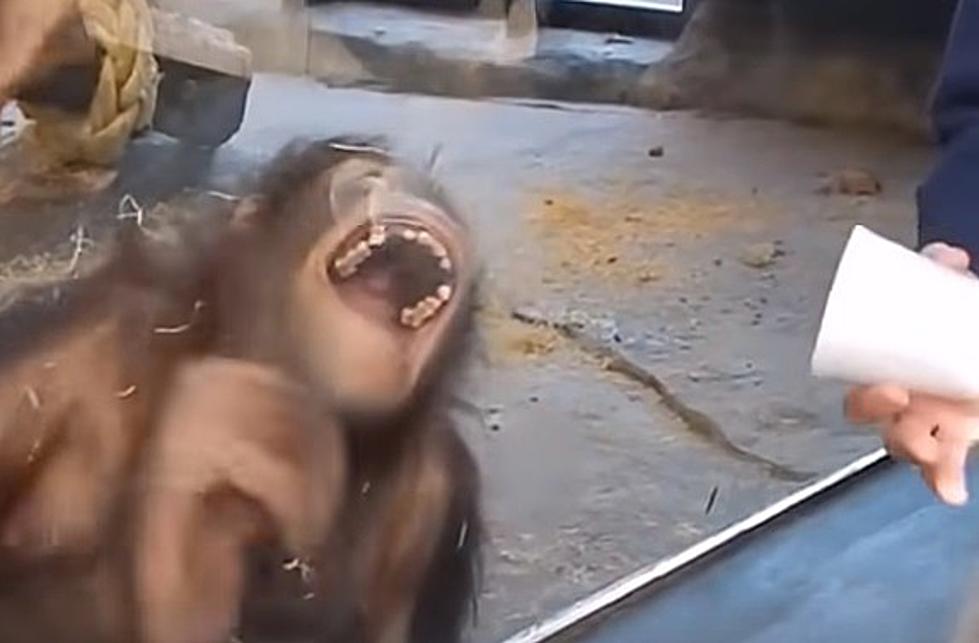 Monkeys Watch Magic Trick, Best Think on The Internet (Video)