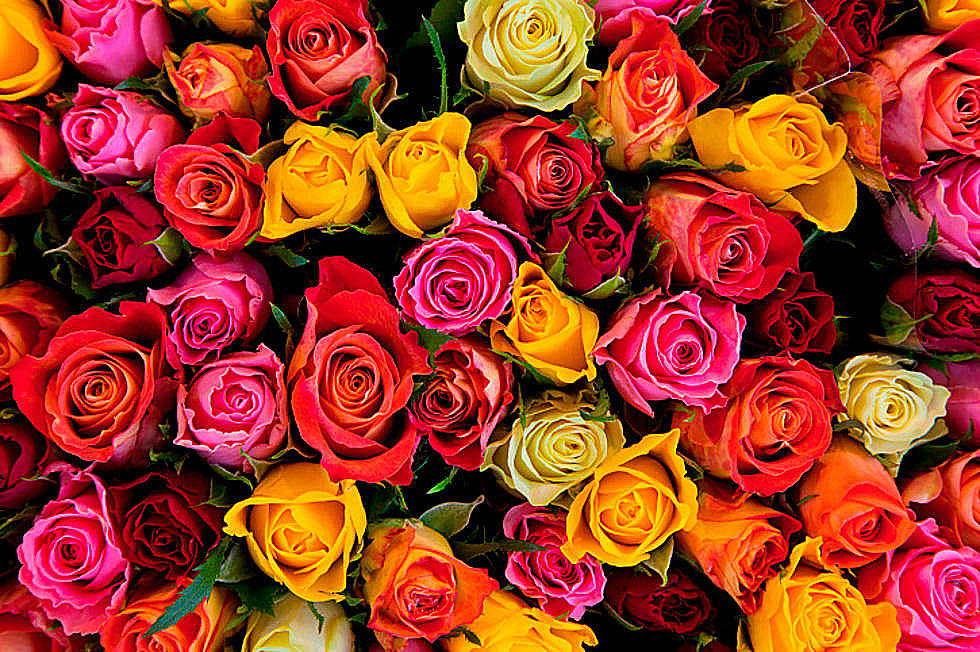 Sending Roses For Valentine’s? Here’s Six Colors and What They Mean.