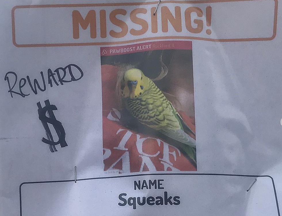 Reward Offered For Missing Bird In Rockford