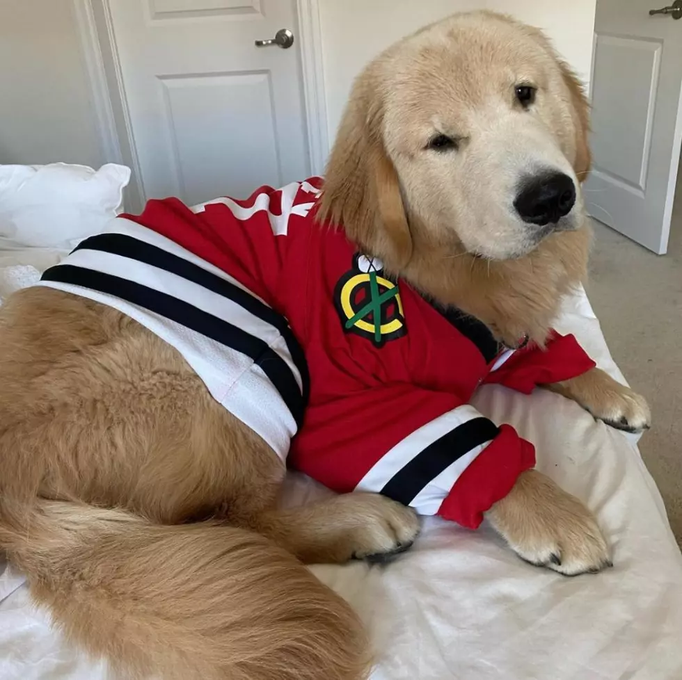 Chicago Blackhawks Recruiting Pets For National Anthem
