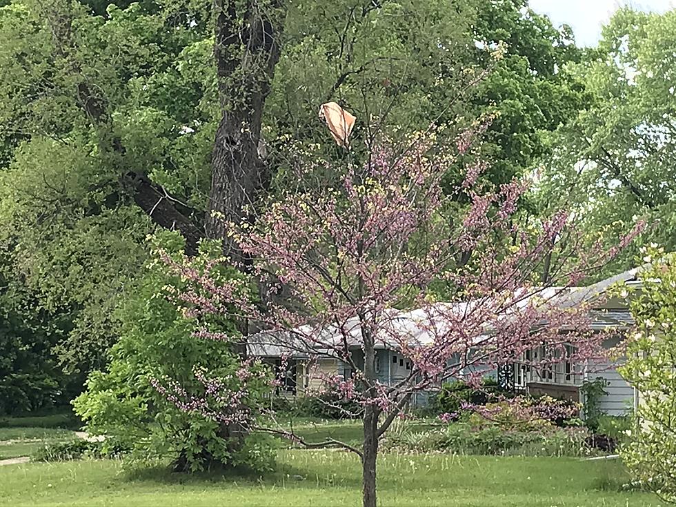 What Does It Mean When You See A Plastic Bag In A Rockford Tree?