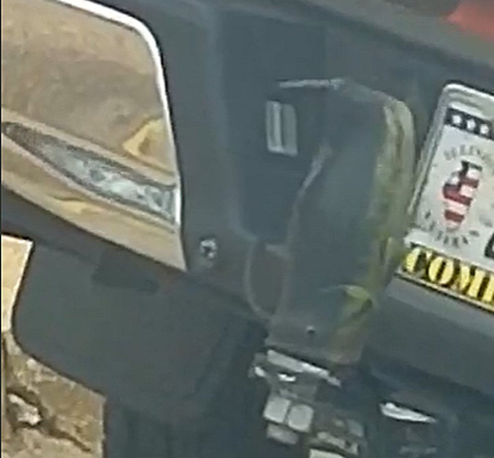 Woman Records Live Fish Stuck, Flappin’ on Back of Truck in Rockford? (Video)