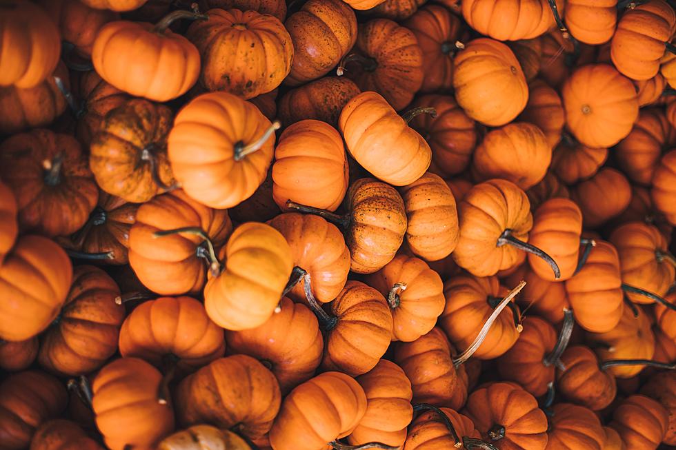 Illinois’ Largest Pumpkin Sale Features Over 25,000 To Pick From