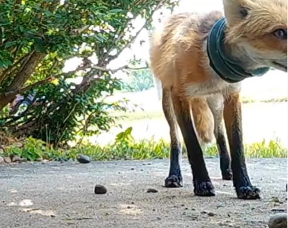 For Over A Year Illinois Fox Has Drainage Pipe Stuck Around Neck