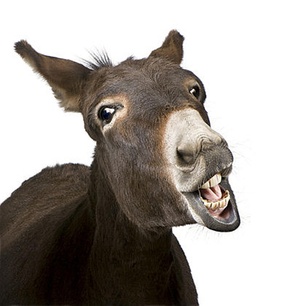 Illinois Dirt Bag Punches a Donkey – Jail and Hell Awaits This Loser