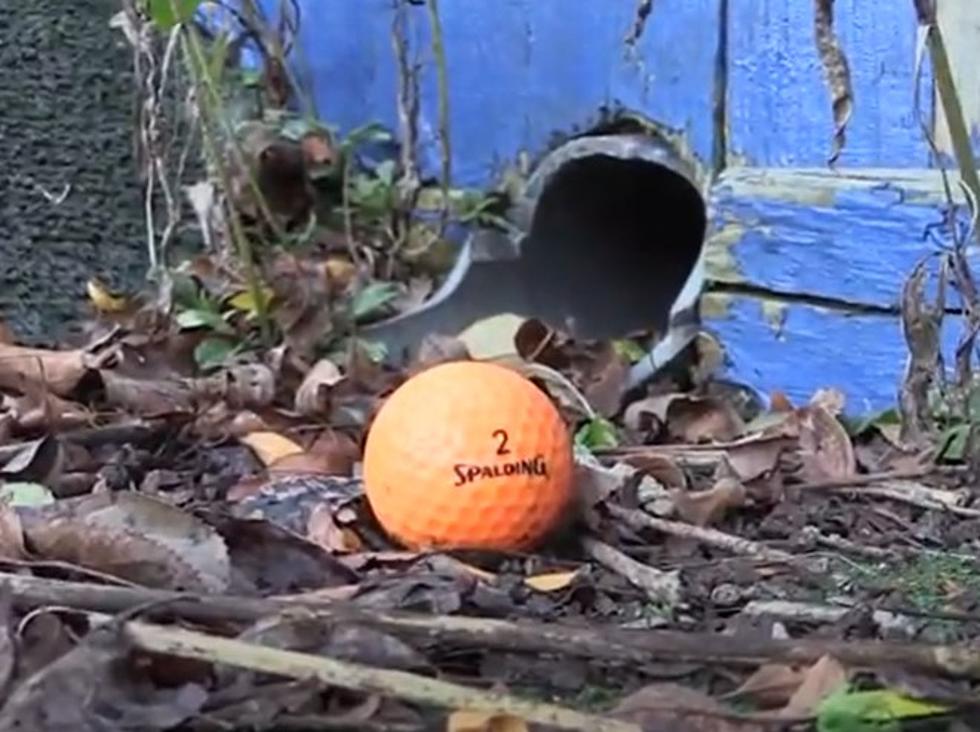 Hole-In-One At Abandoned Illinois Mini-Golf Course Is Challenging