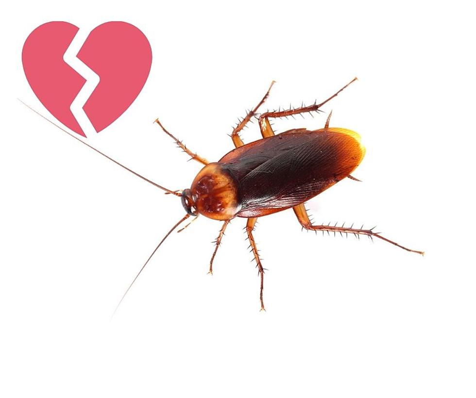 Bug Your Ex On Valentine’s Day With Special Gift From IL Zoo