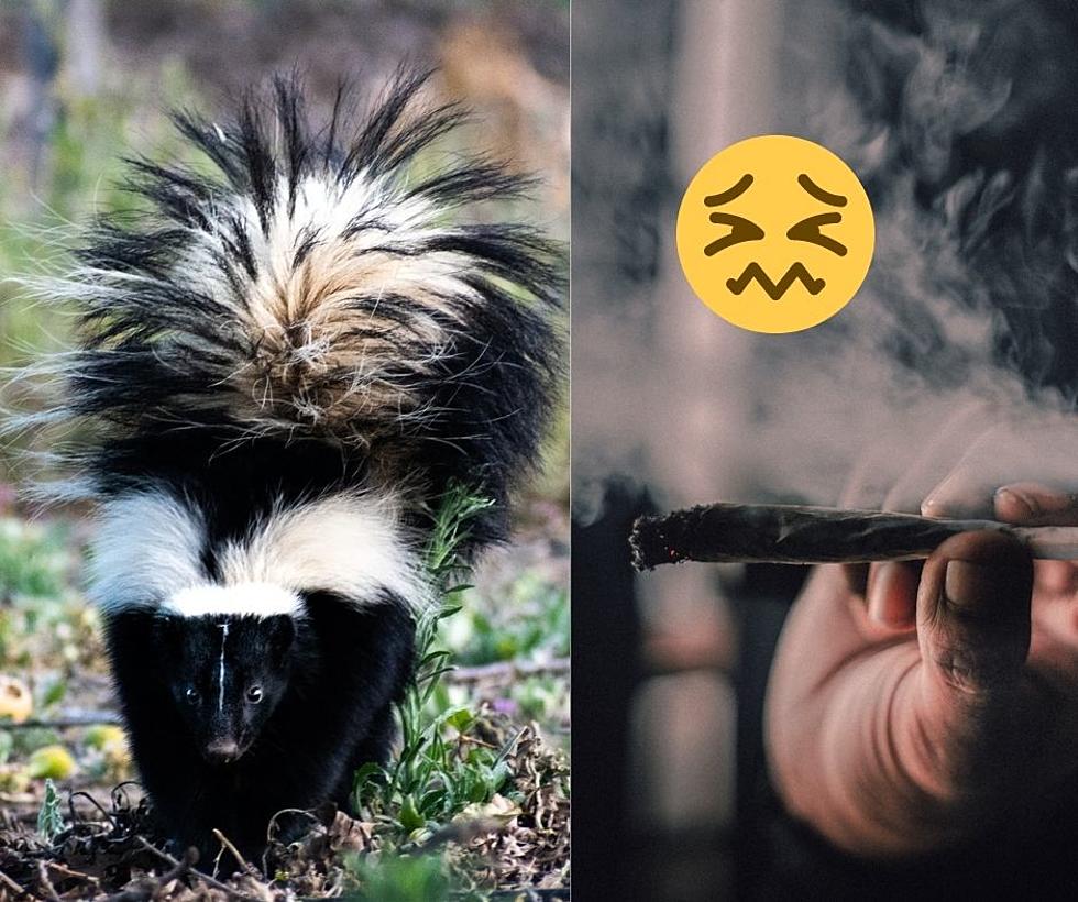 Finally, We Know Why Some Weed In Illinois Smells Like A Skunk