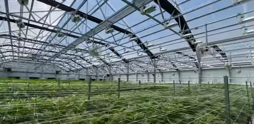 Tour the Largest Marijuana Grow Site in Illinois – At Least 100,000 Square Feet!