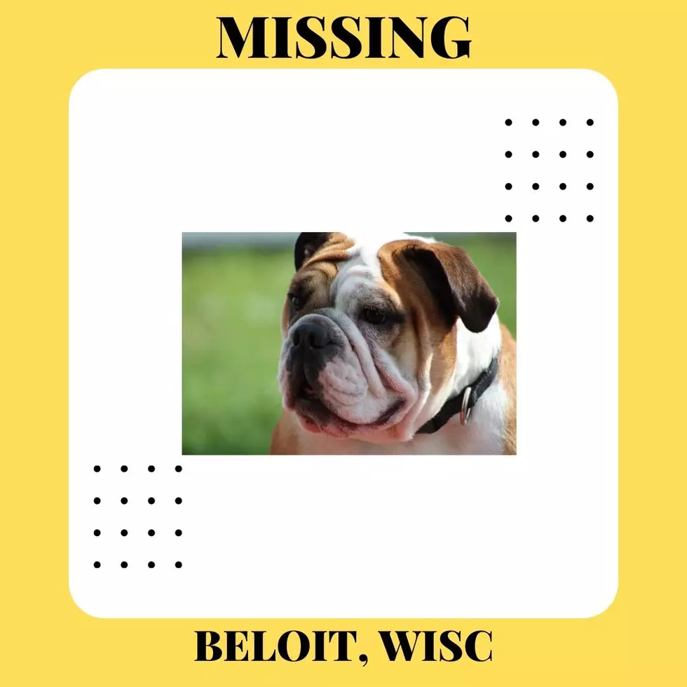 Patriotic Wisconsin Bulldog Found on Trailer in Beloit