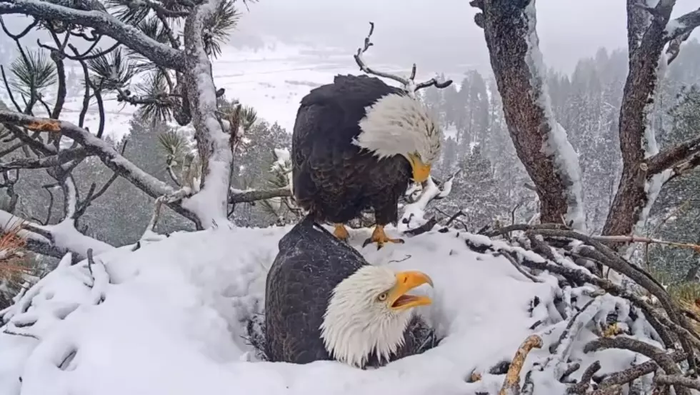 Check Out This LIVE VIDEO of a Mom & Dad Eagles Nest With Eggs, Amazing!