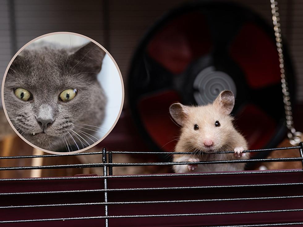 Wisconsin Hamster Gets Ultimate Revenge On Cat After Cage Attack