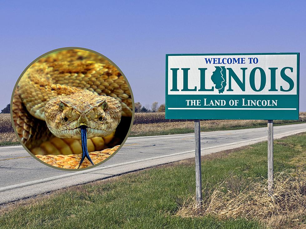 While Enjoying Outdoors Watch For These Dangerous Illinois Snakes