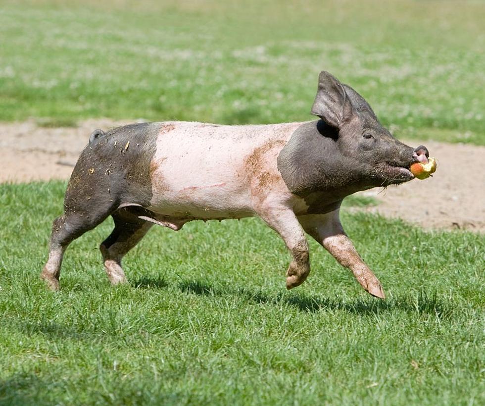 WI Pig Escapes From Home & You Won't Believe How Police Catch Him