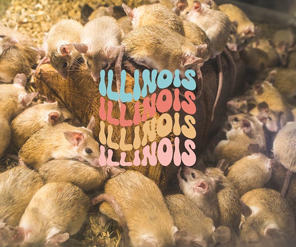 The #1 City in the Good Ole USA For Rats, is in Illinois