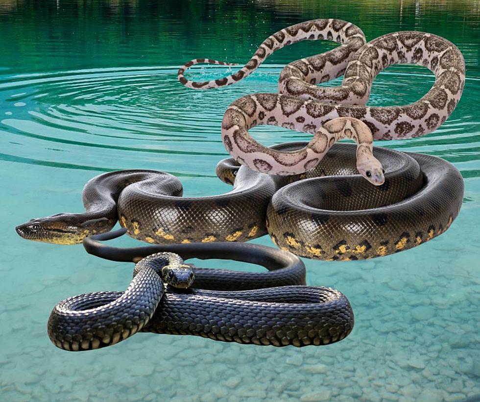 The 5 Most Snake Infested Lakes in Illinois