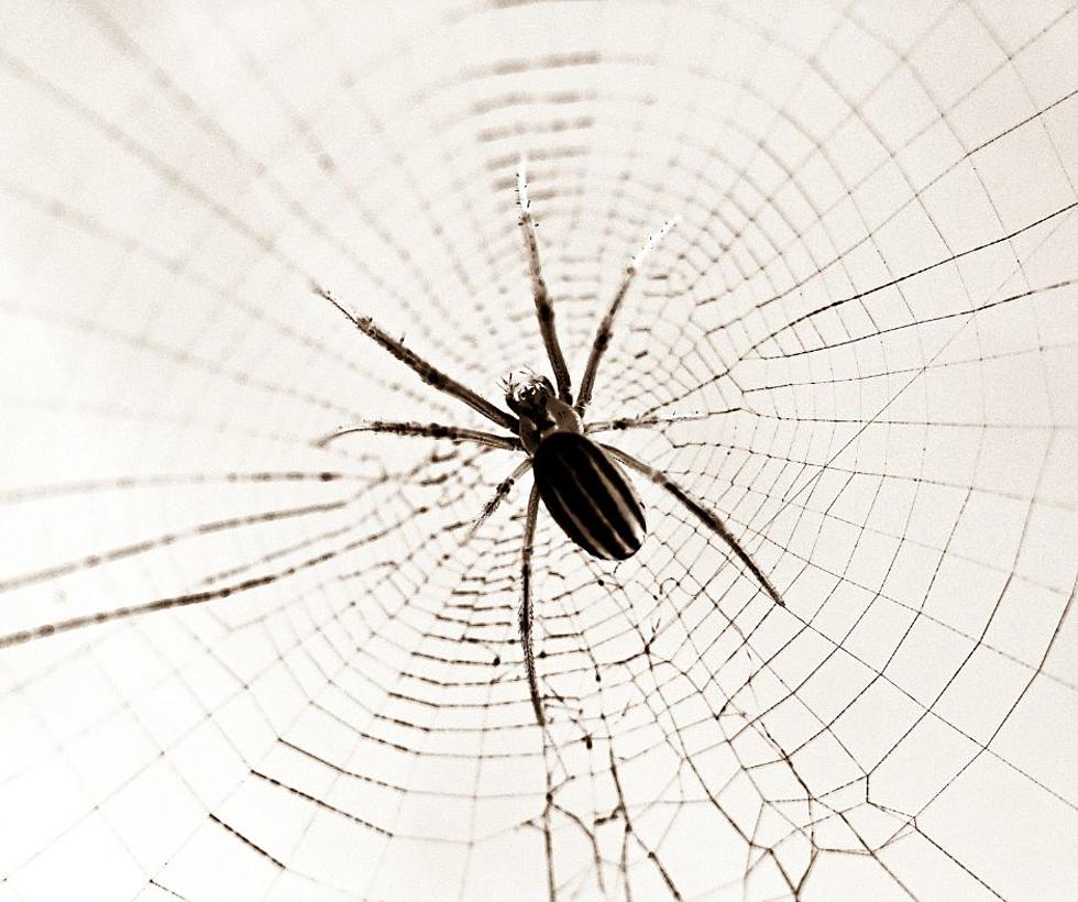 Warning To Illinois Residents: Spider Season Is Here