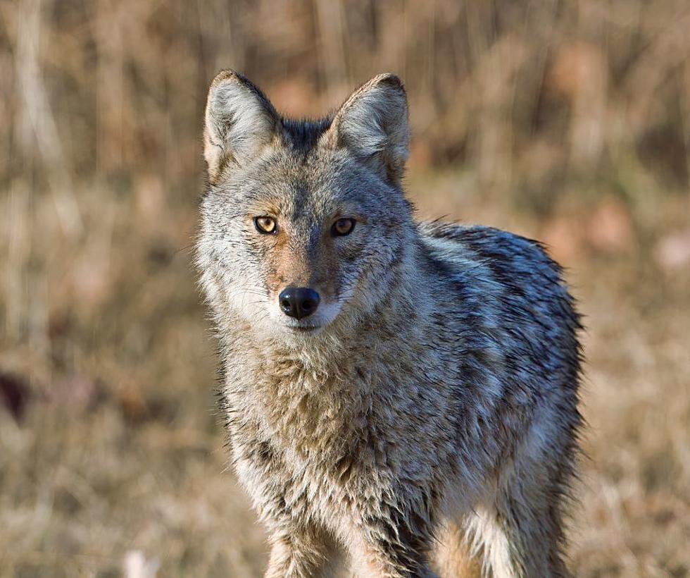 Stay Alert: Active Coyotes And Foxes Pose Dangers To Pets In Illinois