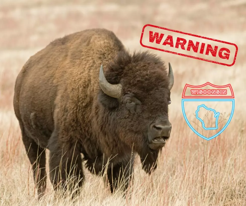 Warning To Wisconsin Residents About Runaway Buffalo