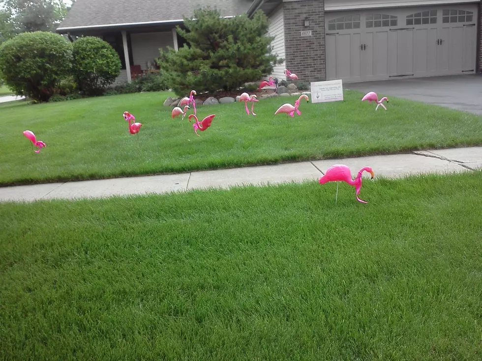 Bears, Cougars&#8230;Now Flamingos On The Loose in Stateline