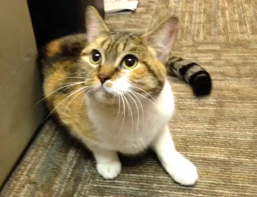 Q98.5 Pet of the Week; Chessie