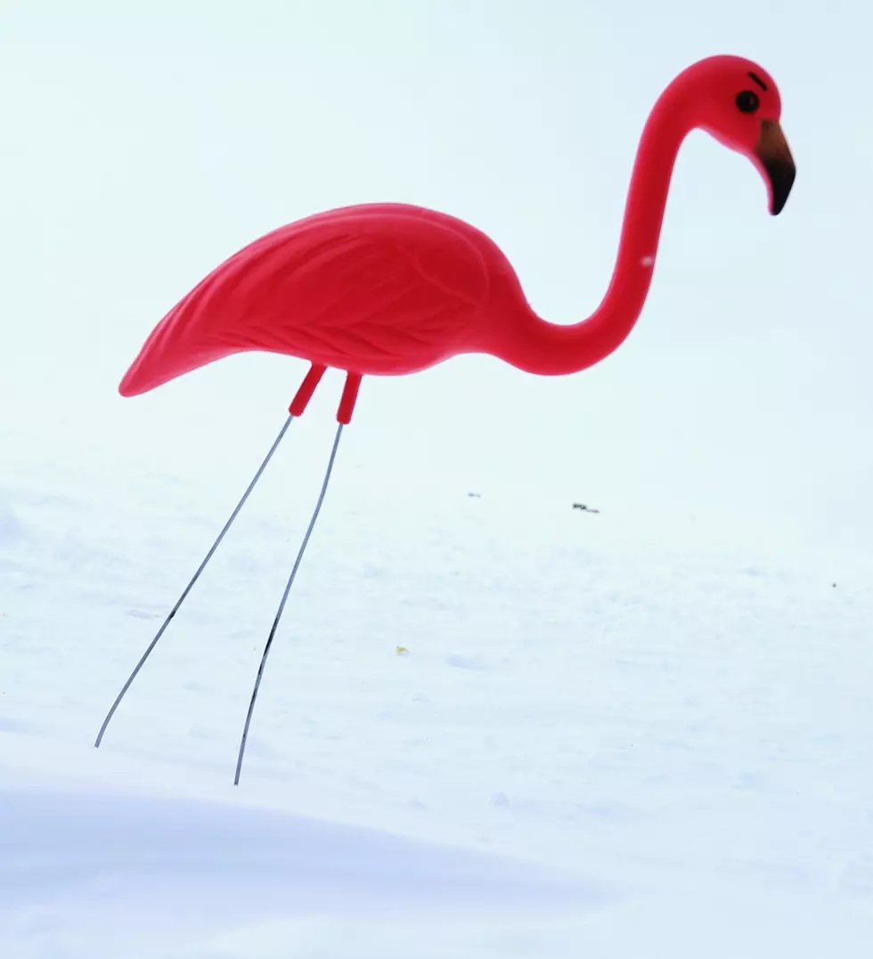 Creator Of The Pink Plastic Flamingo Dies