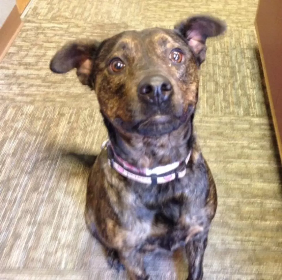 Q98.5 Pet of the Week; Molly