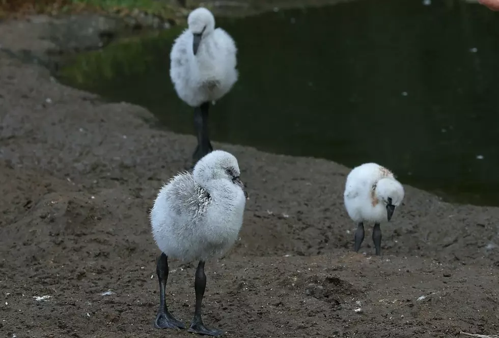 Lincoln Park&#8217;s First Ever Chilean Flamingo Hatches