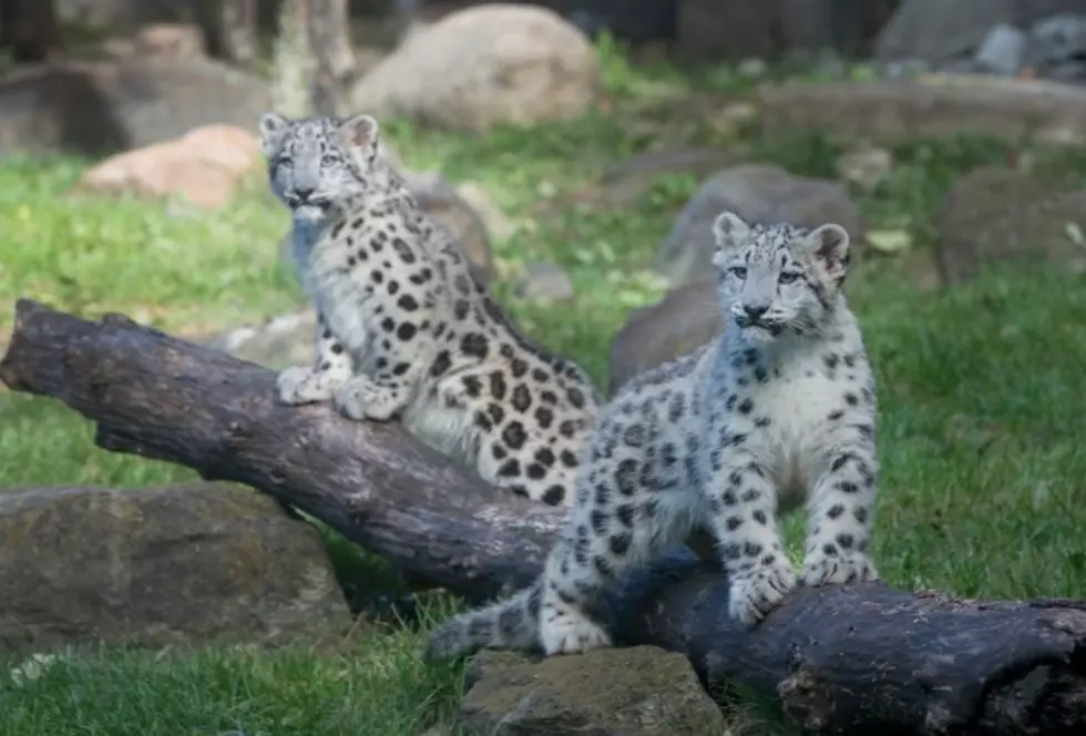 Brookfield Zoo&#8217;s Snow Leopards make their Public Debut [Video]