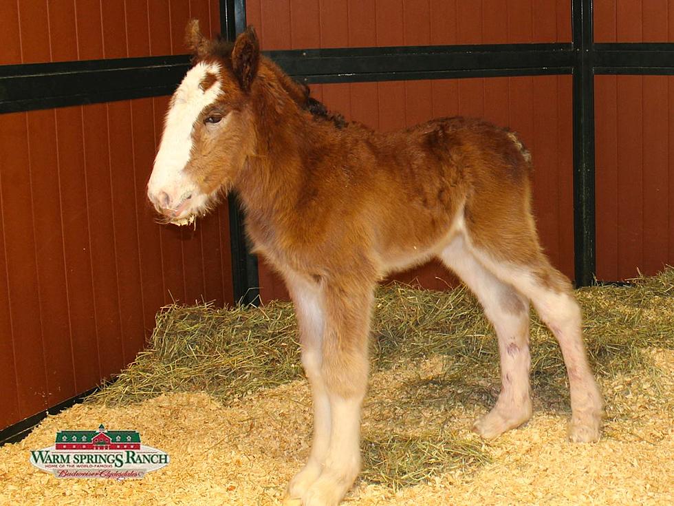 Meet the Newest Member to the Budweiser Clydesdales [Video]