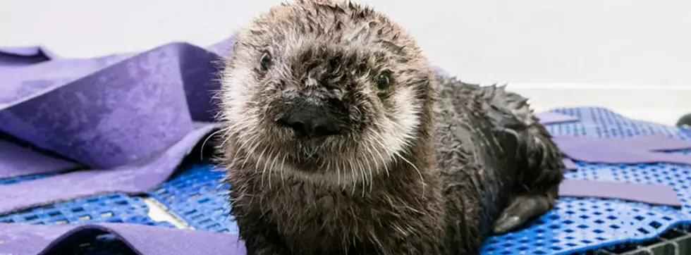 Rescued Sea Otter Pup is Now a Member of the Shedd Aquarium [Video]