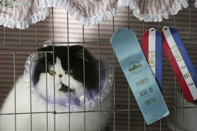 Check out the Cat Show this Weekend