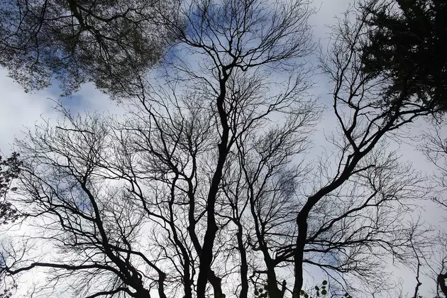 Lost an Ash Tree? The City of Rockford May Replace it for Free