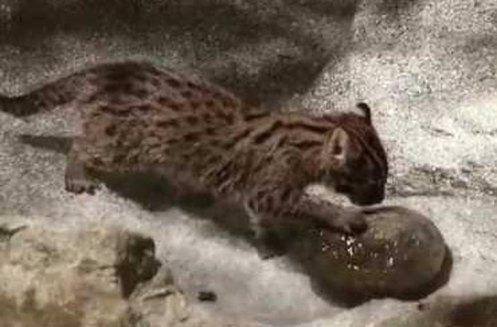 The Fishing Cat Kittens Make their Brookfield Zoo Debut