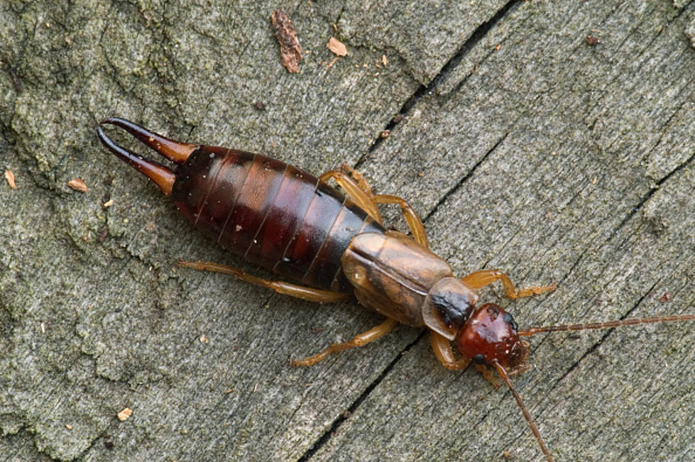 Earwigs Are Still Around These Parts
