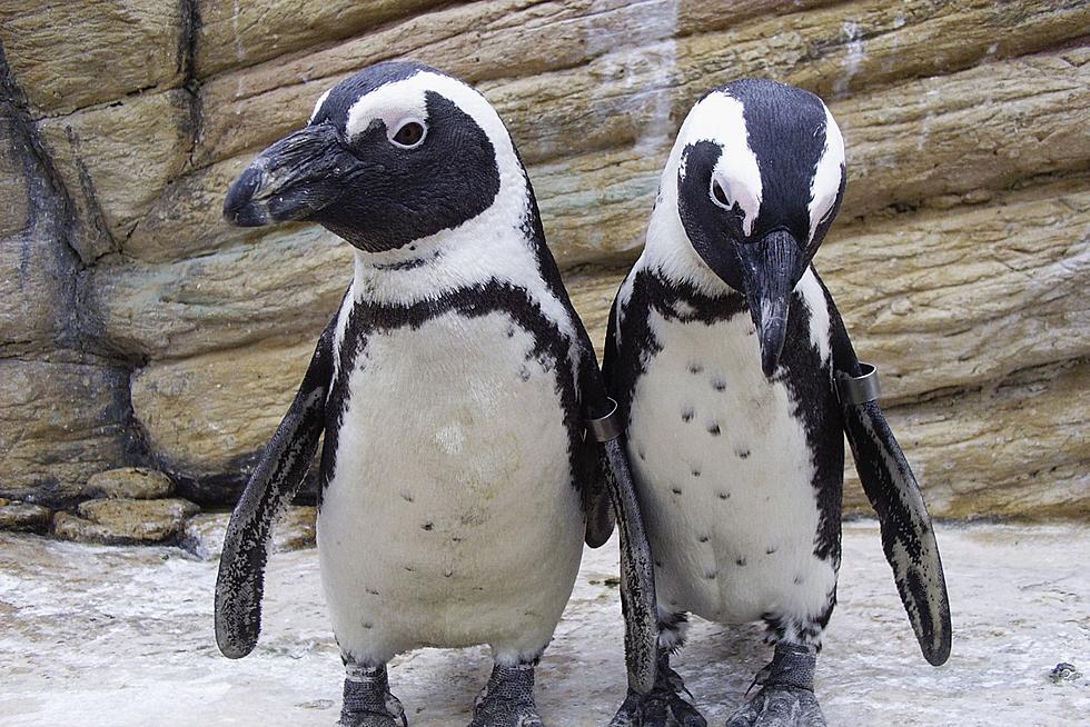 Get Up Close and Personal With Penguins at Brookfield Zoo